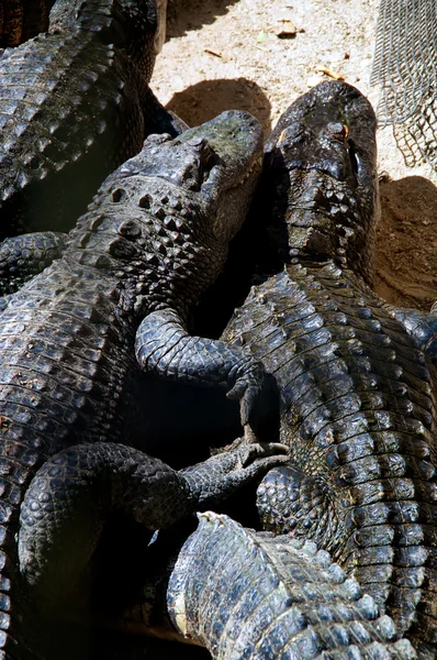 Two american alligators snuggling — Stock Photo, Image