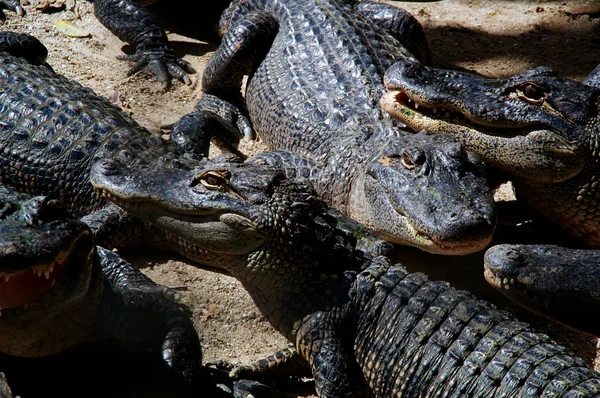 Una reunión de caimanes americanos — Foto de Stock