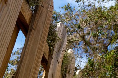 Meşe tahta parmaklık ile bakıyor