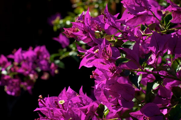 Bougainvillea roślin w rozkwicie — Zdjęcie stockowe