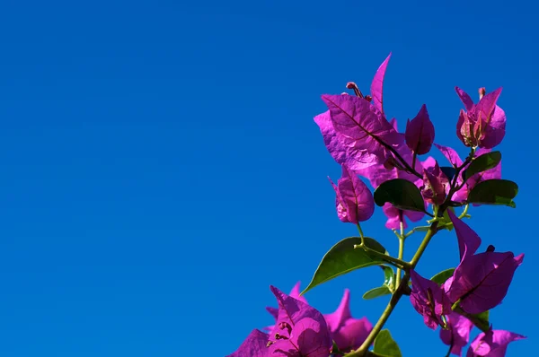 Gałąź kwitnienia bugenwilli przeciw jasne niebo — Zdjęcie stockowe