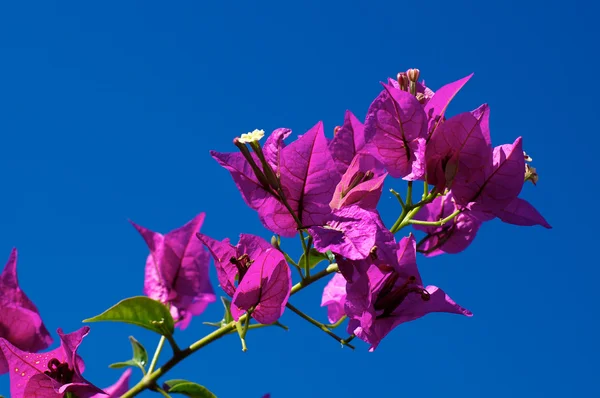 Branch of flowering Bougainvillea in bloom against clear sky — Stock Photo, Image