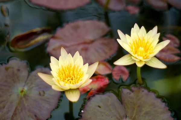 Duas flores de lírio de água amarela em flor com almofadas — Fotografia de Stock