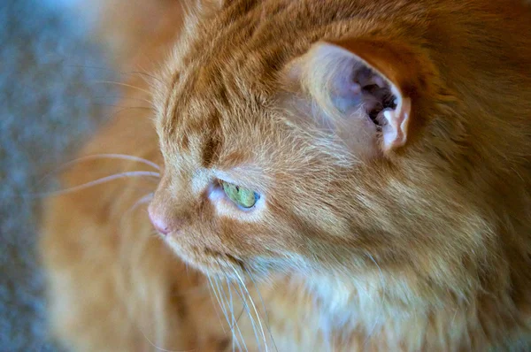 Профиль имбирной кошки, выглядывающей в окно — стоковое фото