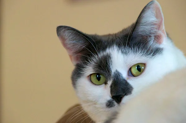 Белый кот с серым взглядом на зрителя — стоковое фото