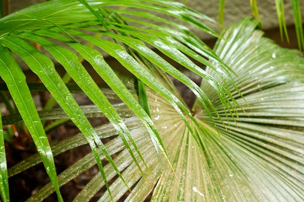 Palm frond leaves in the rain — Stock Photo, Image