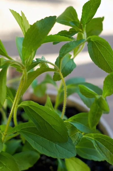 Close up of stevia plant — Stock Photo, Image