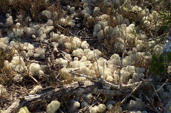 Echte sponsen groeit wild in florida — Stockfoto