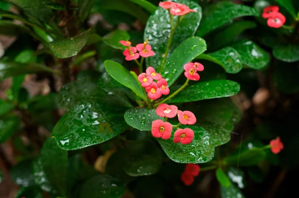 Tropical shrubbery in the rain — Stock Photo, Image