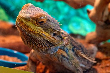 cam arkasında renkli sakallı Ejder