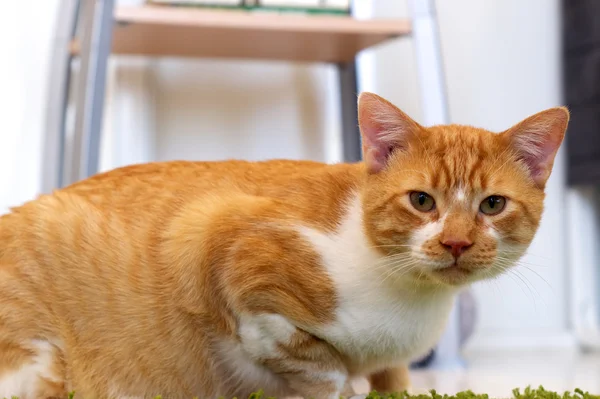 Nível do olho laranja e gato branco — Fotografia de Stock