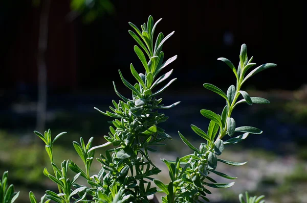 室外的薰衣草植物 — 图库照片