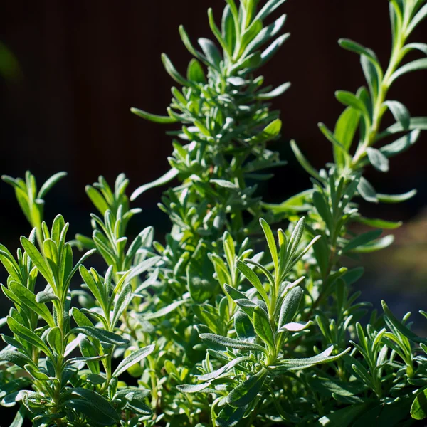 라벤더 식물 — 스톡 사진