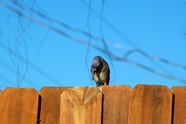 Albastru jay pasăre pe gard uitându-se în jos — Fotografie, imagine de stoc