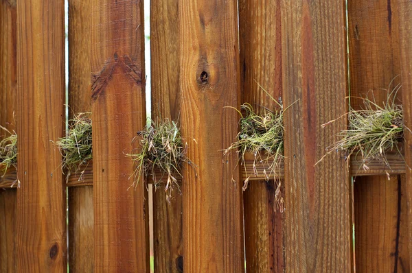 Air plants growing on wooden fence — Stock Photo, Image