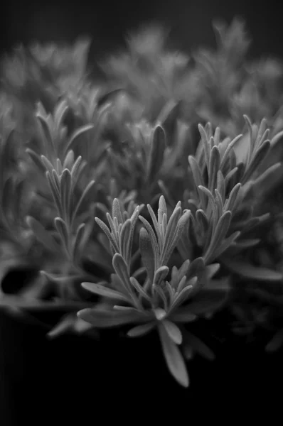 Lavanda artística em preto e branco — Fotografia de Stock