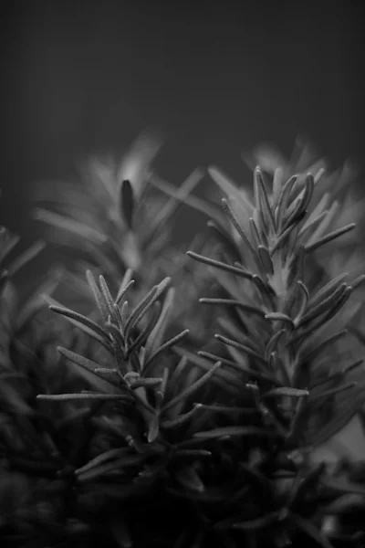 fine art image of rosemary plant in black and white