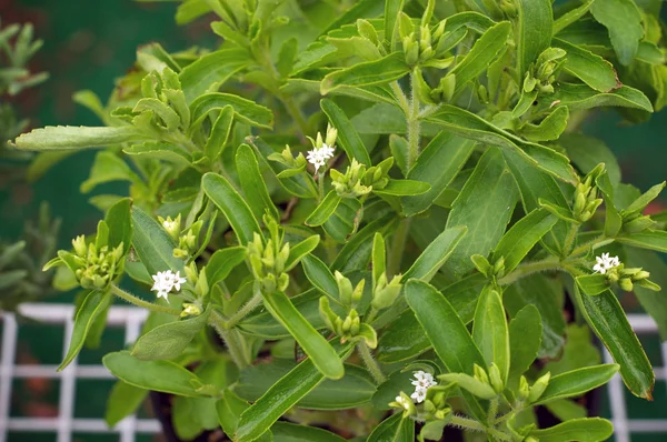 Planta de stevia en flor — Foto de Stock