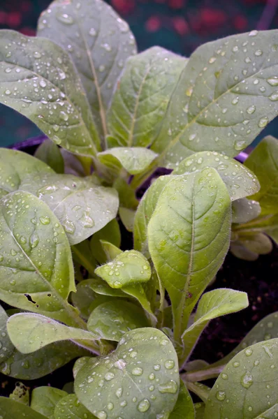 雨后的年轻茉莉阿兹台克烟草 — 图库照片