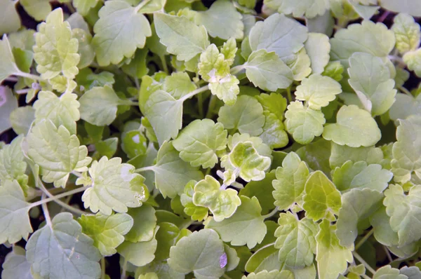 Planta de catnip exuberante llena marco — Foto de Stock