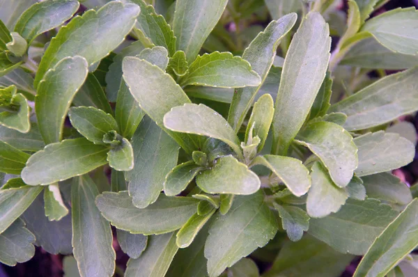 Planta Stevia preenche moldura de imagem — Fotografia de Stock