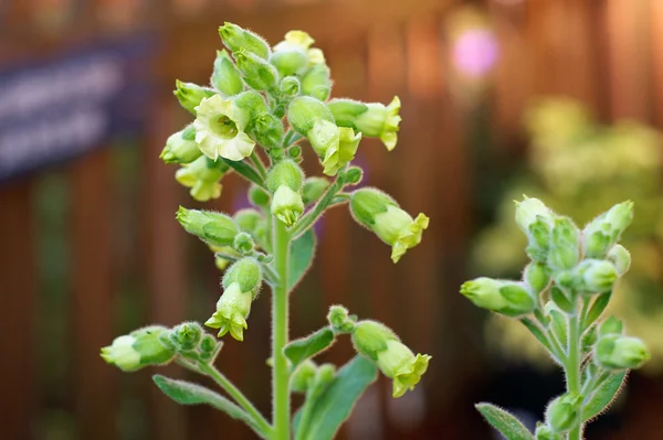 Flores en planta de tabaco hopi — Foto de Stock