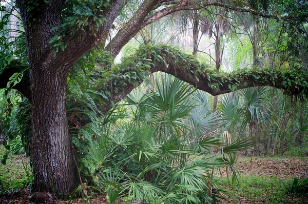 Oak tree and palms in subtropical forest — Stock Photo, Image