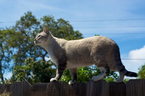 Кошка на заборе в профиль — стоковое фото
