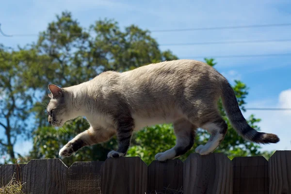 Tomcat περπάτημα στο φράχτη — Φωτογραφία Αρχείου