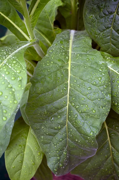 烟草植物与雨滴 — 图库照片