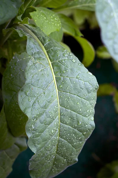 大型的烟草叶覆盖着雨滴 — 图库照片