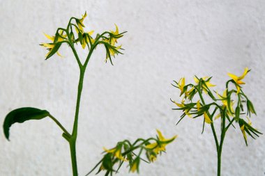 domates bitki çiçek