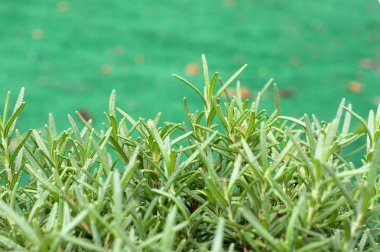 Biberiye bitki bitki göz hizasında