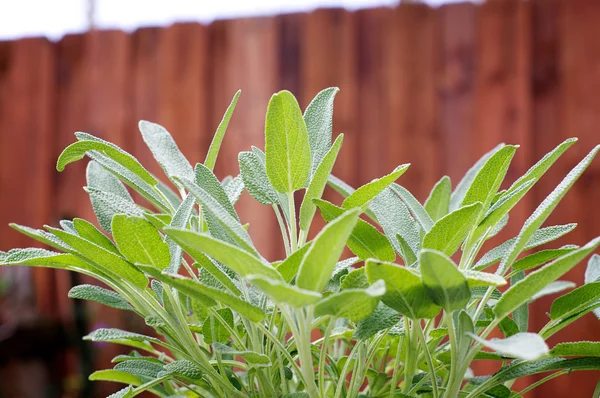 Sálvia planta no jardim — Fotografia de Stock