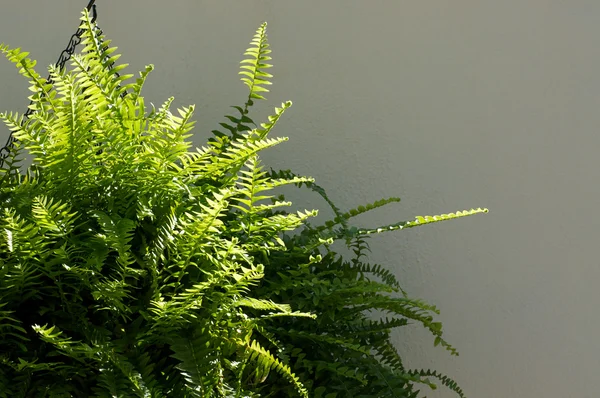 Boston fern dışında — Stok fotoğraf