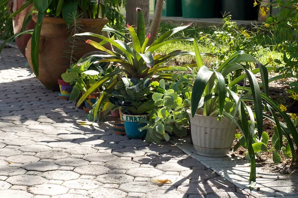 Varias plantas de contenedores fuera — Foto de Stock