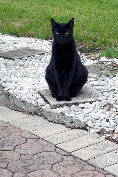 Havana brown cat sitting outside — Stock Photo, Image