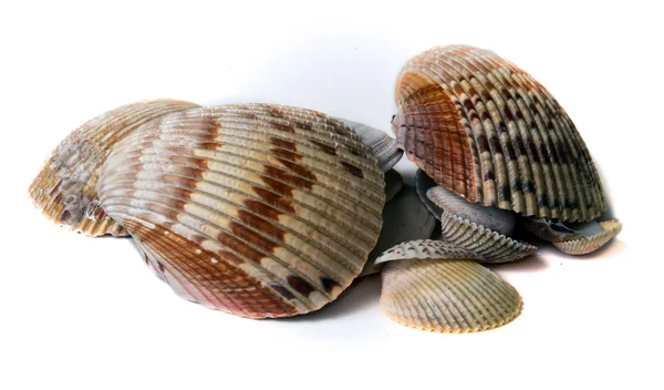 Various sized seashells over white — Stock Photo, Image