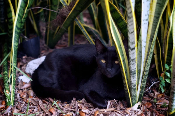 Chat Havane Brown Images Libres De Droit Photos De Chat Havane Brown Depositphotos Chat Havane Brown Images Libres De Droit Photos De Chat Havane Brown Depositphotos