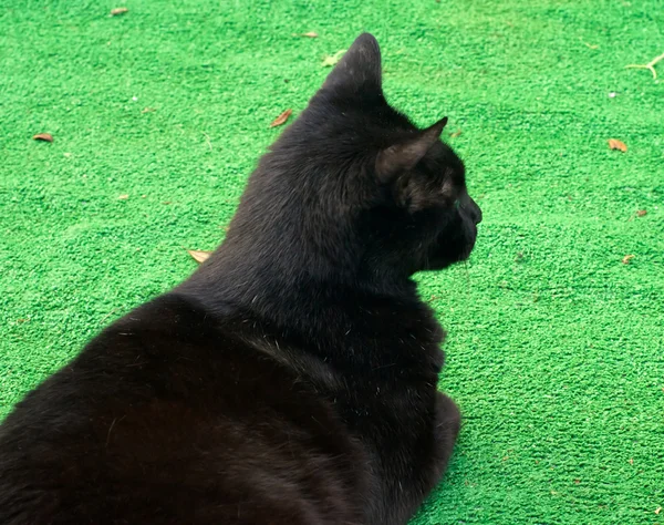 Μαύρη γάτα στο ψεύτικο γρασίδι — Φωτογραφία Αρχείου