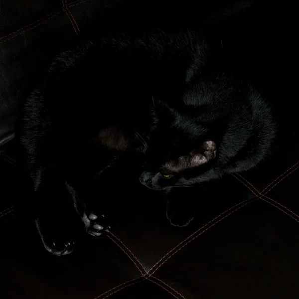 Zwarte kat op leer — Stockfoto