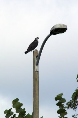 osprey Lamba direği ile balık üzerinde profili