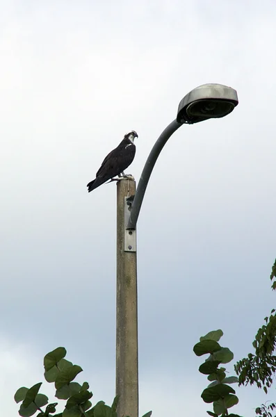 Profile of osprey on lamp pole with fish — Stock Photo, Image