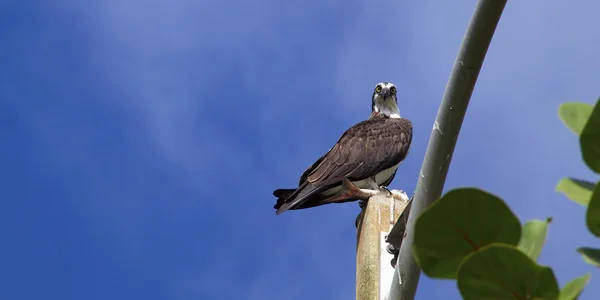 Osprey mirando hacia abajo al espectador —  Fotos de Stock