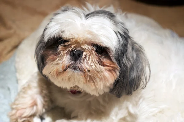 Shih Tzu hund med smutsiga ansikte — Stockfoto