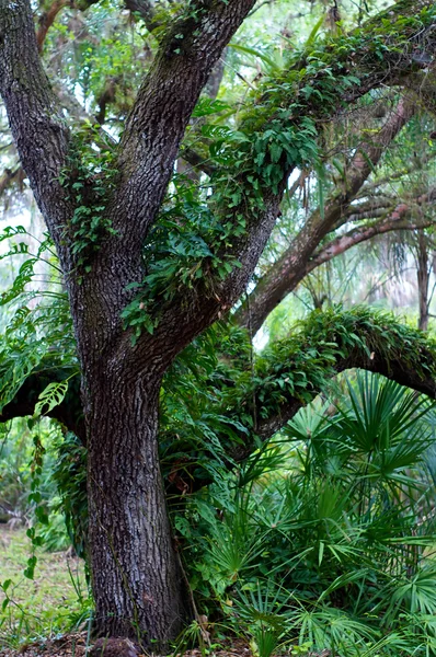 Old oak tree — Stock Photo, Image