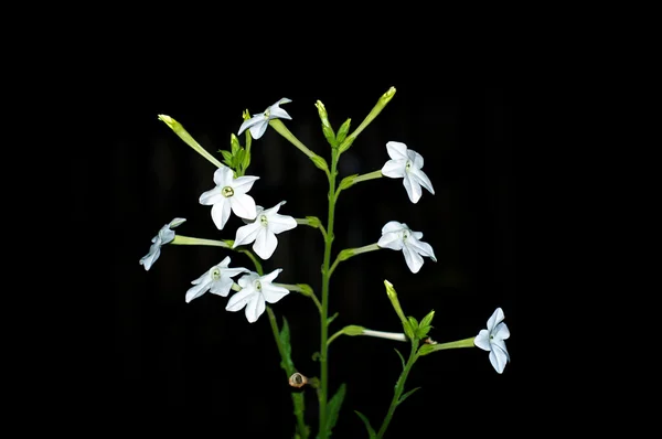 Flores de tabaco persas en flor — Foto de Stock