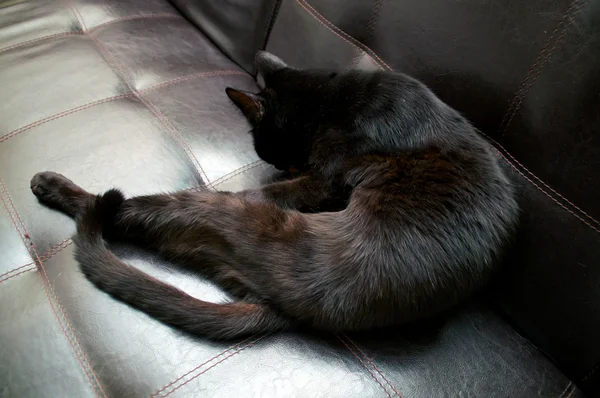 Beautiful black cat grooming on sofa — Stock Photo, Image