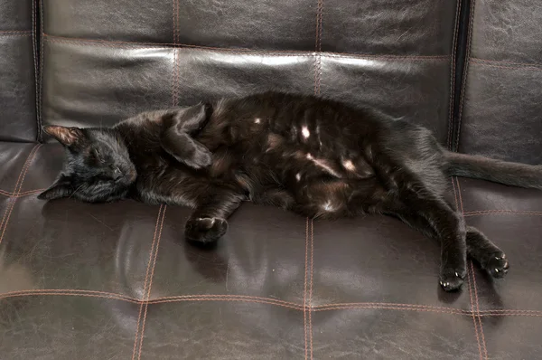Black cat sleeping on side — Stock Photo, Image