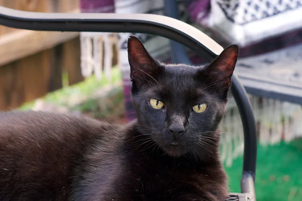 Black cat looking at viewer — Stock Photo, Image